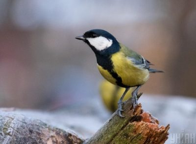 До України прийшло довгоочікуване потепління: синоптики уточнили прогноз на початок тижня