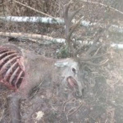 В резиденции ДУСи под Киевом охотятся на краснокнижных зверей: эколог показал жуткие фото