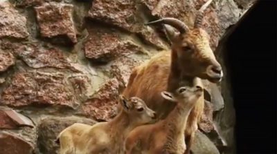 В Индии родился козленок с 