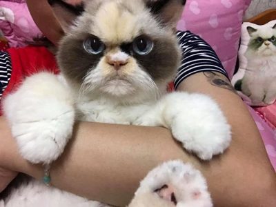 Сеть покорила еще более "озлобленная" наследница  Grumpy Cat - фото