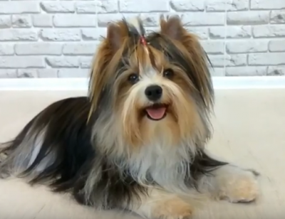 Злоумышленнику, который с особой жестокостью убил собаку в Киеве, грозит до восьми лет лишения свободы - Новости Киева