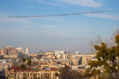 Птицы, Киев Птицы, Киев