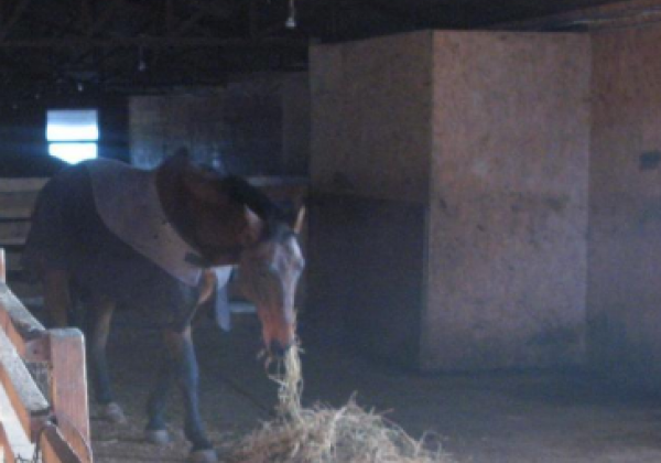 "Голодная смерть": на Киевщине в частном зоопарке животных оставили без корма