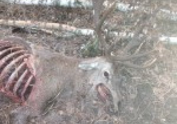 В резиденции ДУСи под Киевом охотятся на краснокнижных зверей: эколог показал жуткие фото