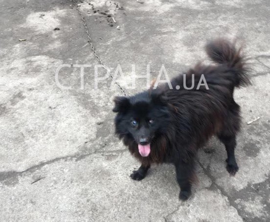Пес Шарик из Кировоградской области Пес Шарик из Кировоградской области