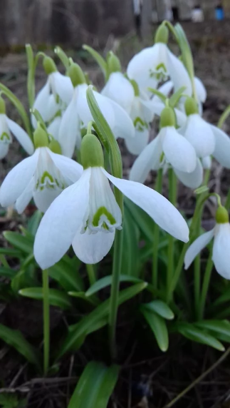 Проліски Проліски