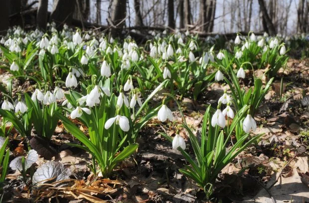 Проліски Проліски