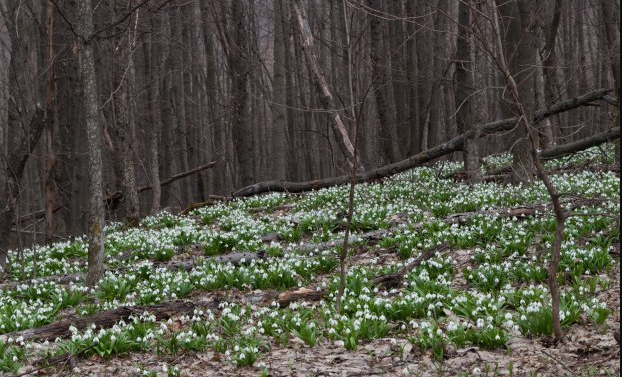 Проліски Проліски