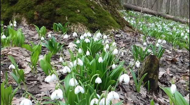 Проліски Проліски