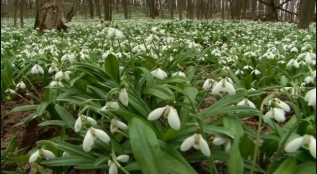 Проліски Проліски