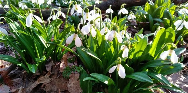 Проліски Проліски
