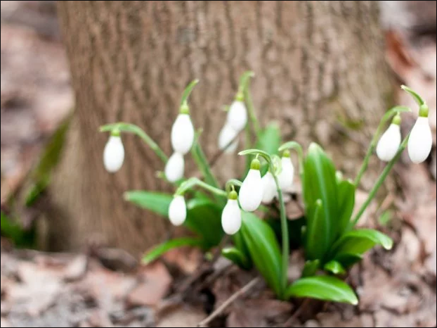 Проліски Проліски
