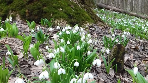 Проліски Проліски