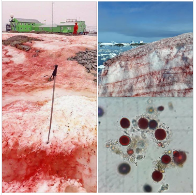 Похож на кровь: в Антарктиде запаниковали из-за окраски снега