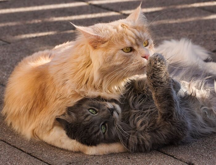 коты_кошка_кошки коты_кошка_кошки