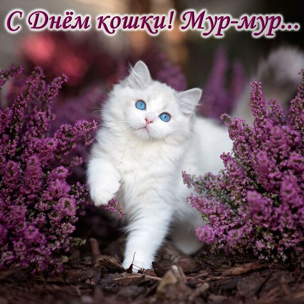 открытки с днем кошек бесплатно открытки с днем кошек бесплатно
