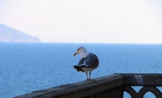 Крим Крим