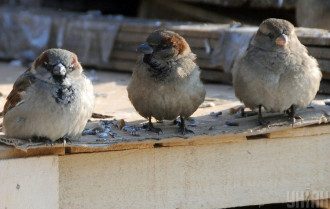 Погода, воробьи Погода, воробьи