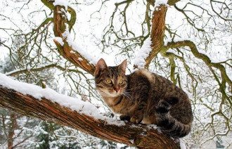 кот_кошка_снег_зіма кот_кошка_снег_зіма