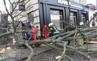 непогода, упало дерево непогода, упало дерево
