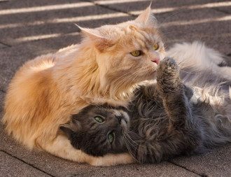 коты_кошка_кошки коты_кошка_кошки