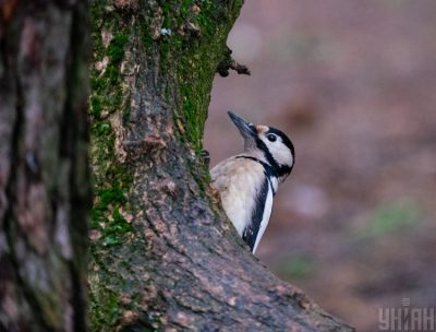 Синоптик рассказала, какая погодная неприятность грозит Украине