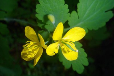 Чистотел: применение, лечебные свойства и противопоказания