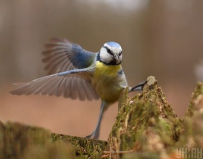 Наталья Диденко спрогнозировала, что в воскресенье погода в Украине станет теплее - Прогноз погоды