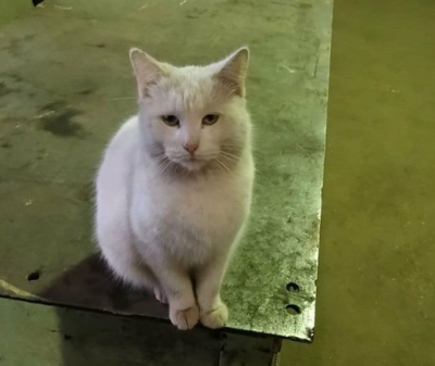 В Запорожье подожгли кота, его нужно лечить - Новости Запорожья