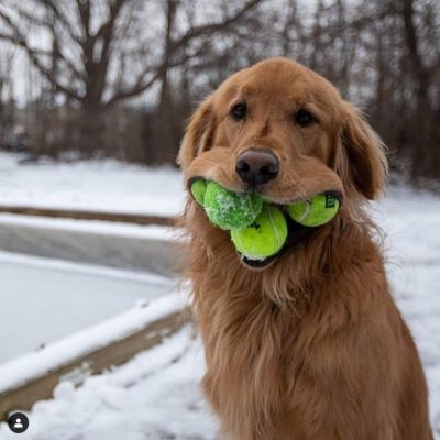 Забавный песель-хомяк поражает зрителей: умилительные видео и фото