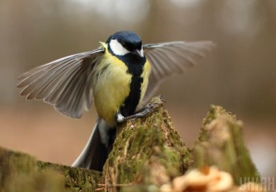 Експерт попередила, що погода в Україні найближчим часом буде мінливою – Прогноз погоды