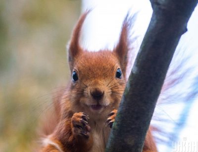 Синоптик сказав, що в Україні в березні 2020 може бути вітряно - Прогноз погоди Синоптик сказав, що в Україні в березні 2020 може бути вітряно - Прогноз погоди