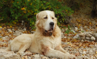 Собака породи алабай  Собака породи алабай