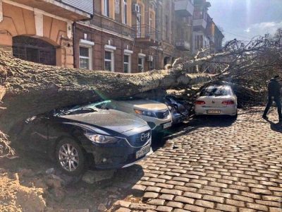 Смертоносный ветер в Одессе: женщину насмерть прибило дерево - фото