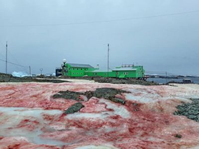 Схожий на кров: в Антарктиді запанікували через забарвлення снігу