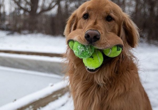 Забавный песель-хомяк поражает зрителей: умилительные видео и фото