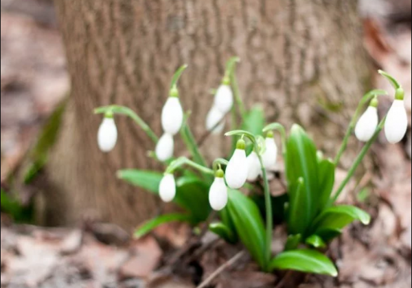Під Черкасами розпустилися тисячі пролісків: приголомшливі фото