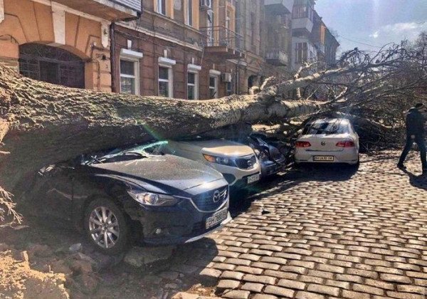 Смертоносний вітер в Одесі: жінку насмерть прибило дерево - фото