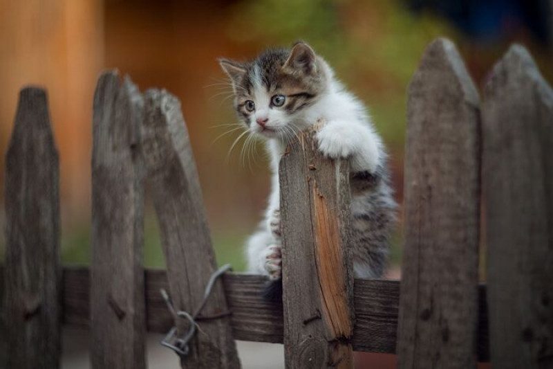 В Мариуполе изверг избил кота и закопал животное живьем