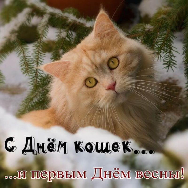 Открытки День кошек