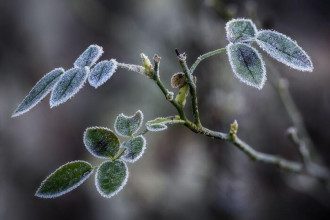 природа_погода_иней_заморозки природа_погода_иней_заморозки