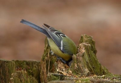 "Розкішний квітень": українцям на завтра спрогнозували +20