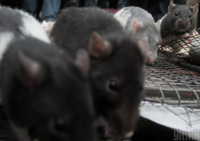 Врач сообщила, что в Украине не будет вспышки хантавируса, который переносят крысы – Хантавирус в Китае