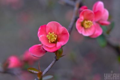 Синоптики спрогнозировали, что погода в Украине в апреле будет аномально теплая – Погода в Украине в апреле 2020 