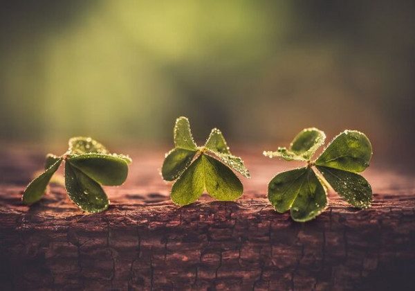 17 березня – яке сьогодні свято: День Патріка і Герасима Грачевника