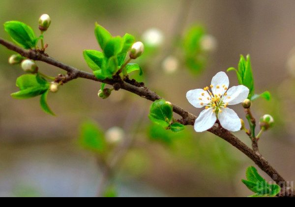 "Температура у два рази вище": коли у Києві очікується тепло