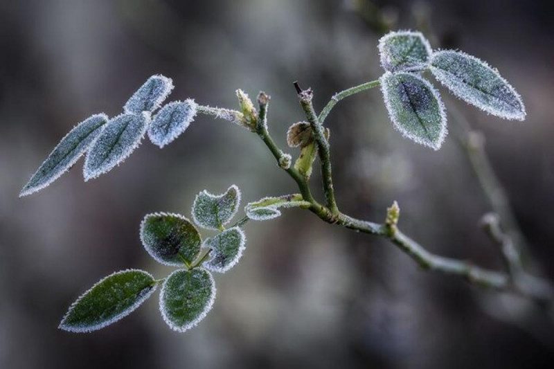 Заморозки со снегом в мае: украинцев удивил зимний прогноз погоды