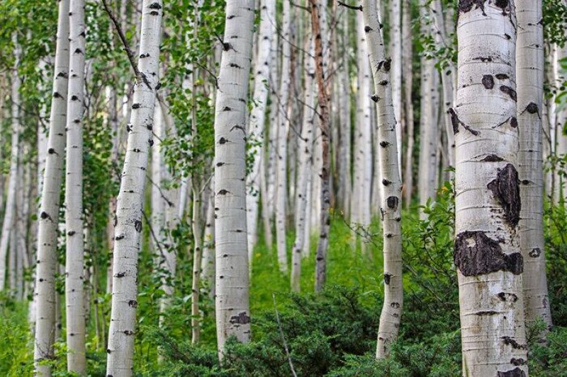 Вышли "на охоту": в России жители перерыли всю рощу в поисках 100 долларов от "Орла и решки"