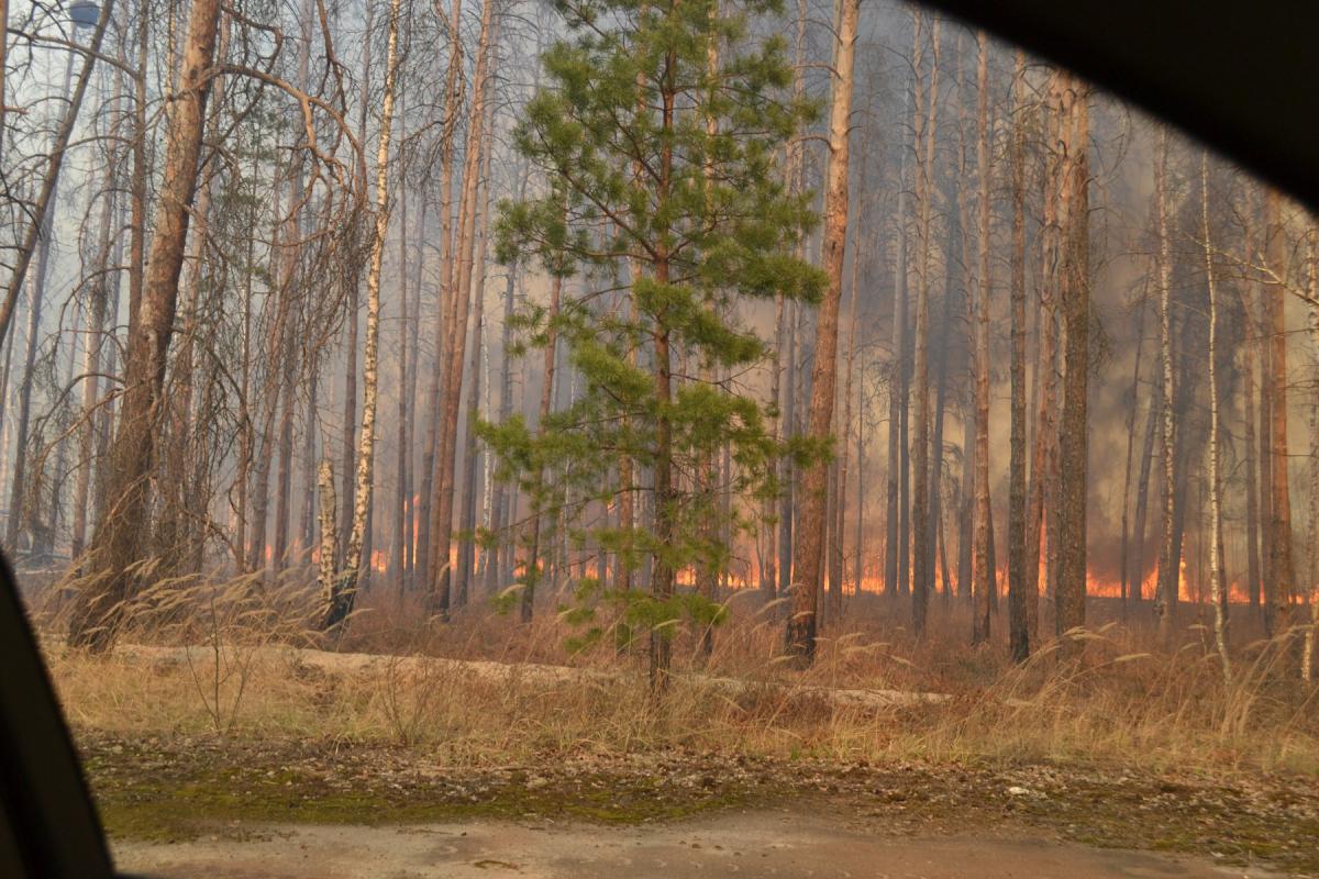 В Чорнобильській зоні продовжуються лісові пожежі В Чорнобильській зоні продовжуються лісові пожежі
