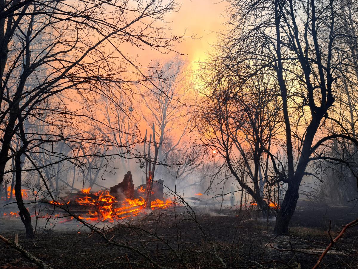 Влетели на кругленькую сумму: подсчитаны убытки от лесных пожаров